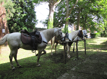 Trois chevaux à l'attache à la Ferme castrale