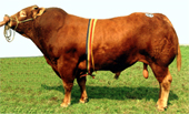 Taureau Radis